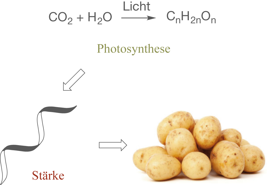 Diagramm zur Photosynthese mit Kartoffeln und chemischen Formeln.