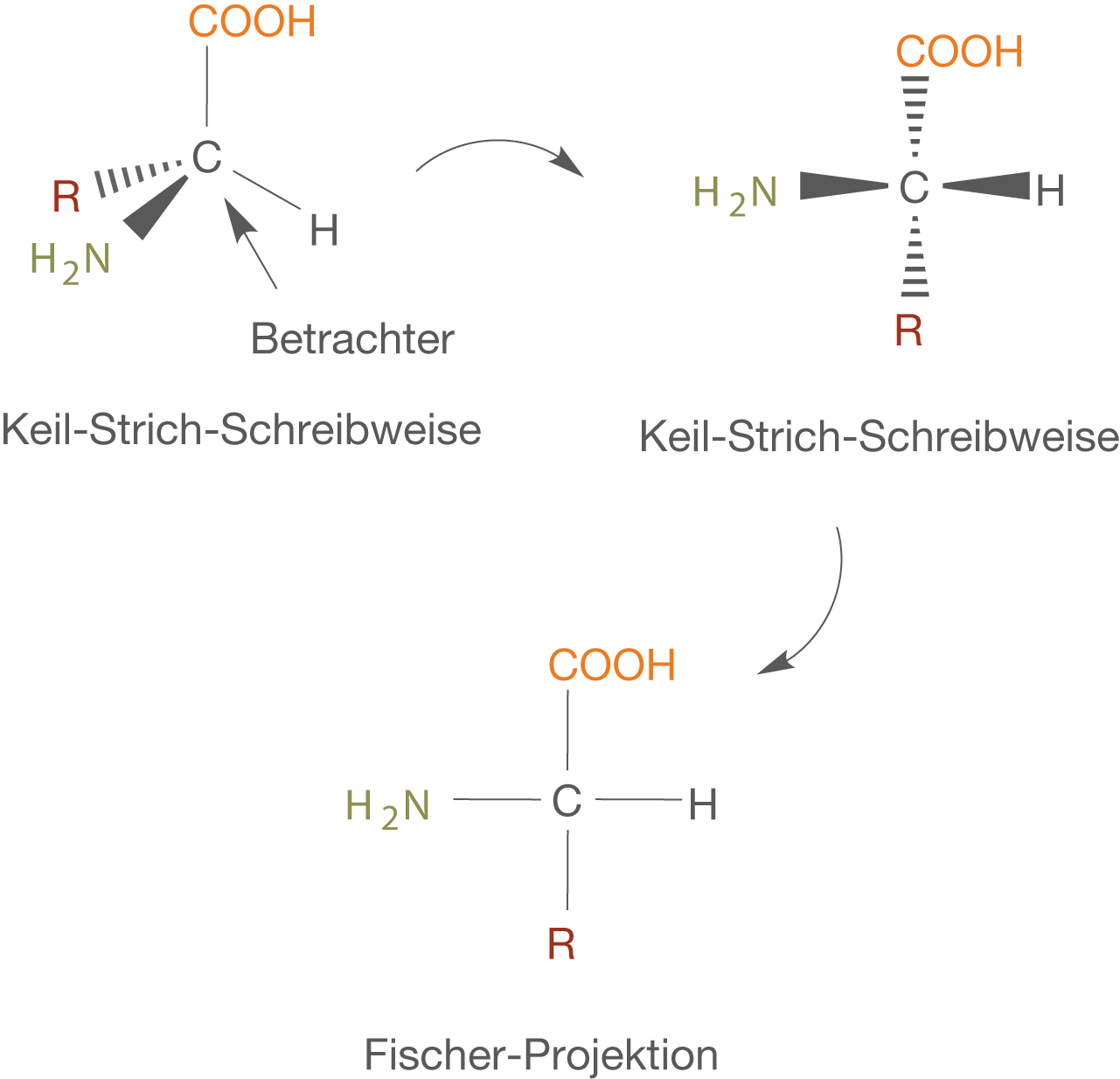 Chemische Strukturformeln mit Aminosäuren und verschiedenen Schreibweisen, dargestellt in einem Diagramm.