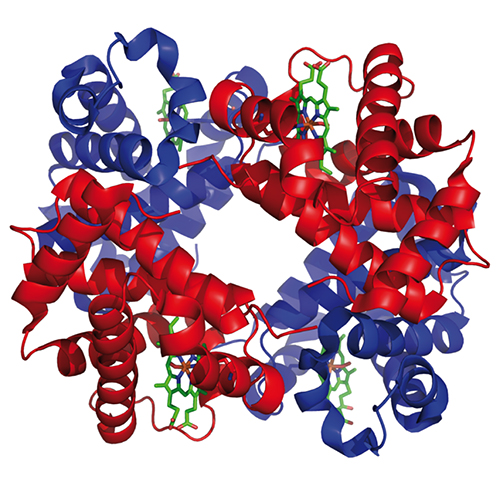 3D-Darstellung eines Proteins mit roten und blauen alpha-Helices sowie grünen Molekülstrukturen.