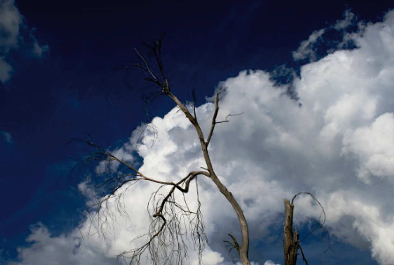 Trockener Baum vor einem dramatischen Himmel mit Wolken.