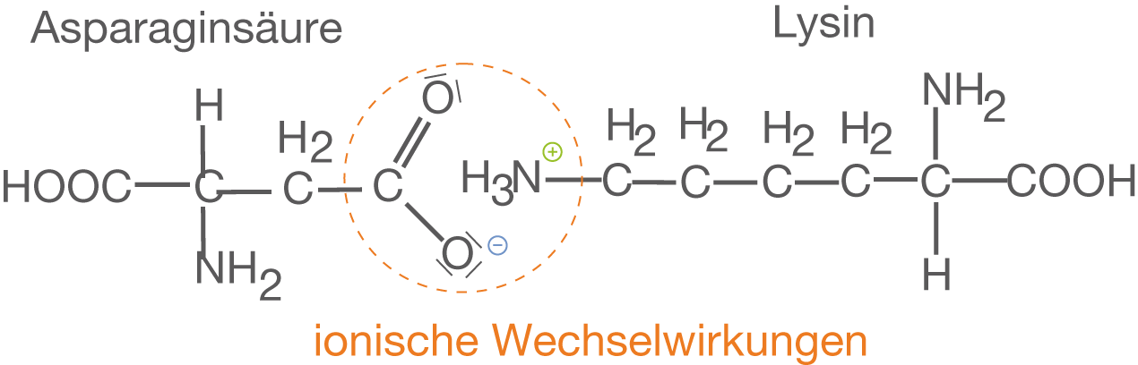Strukturformel von Asparaginsäure und Lysin mit hervorgehobenen ionischen Wechselwirkungen.