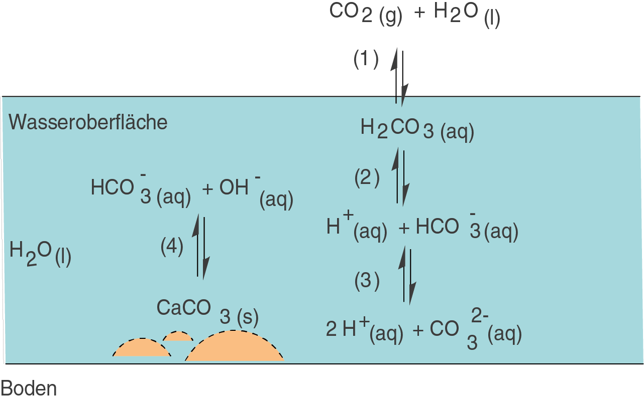 Diagramm zur chemischen Reaktion von CO2 und Wasser im Boden.