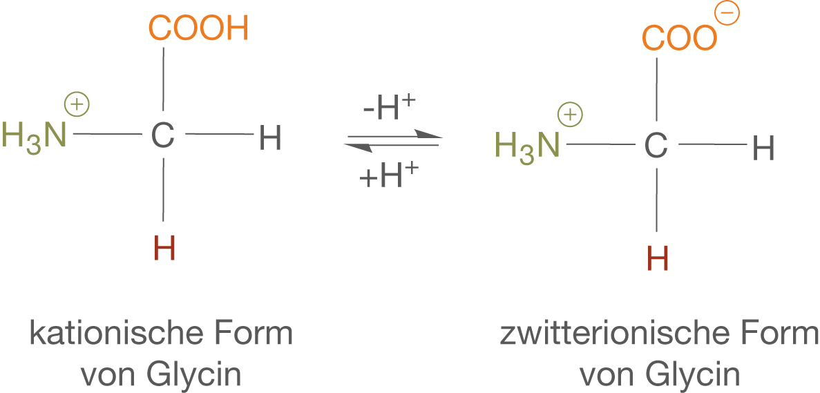 Strukturdiagramm von Glycin in kationischer und zwitterionischer Form.