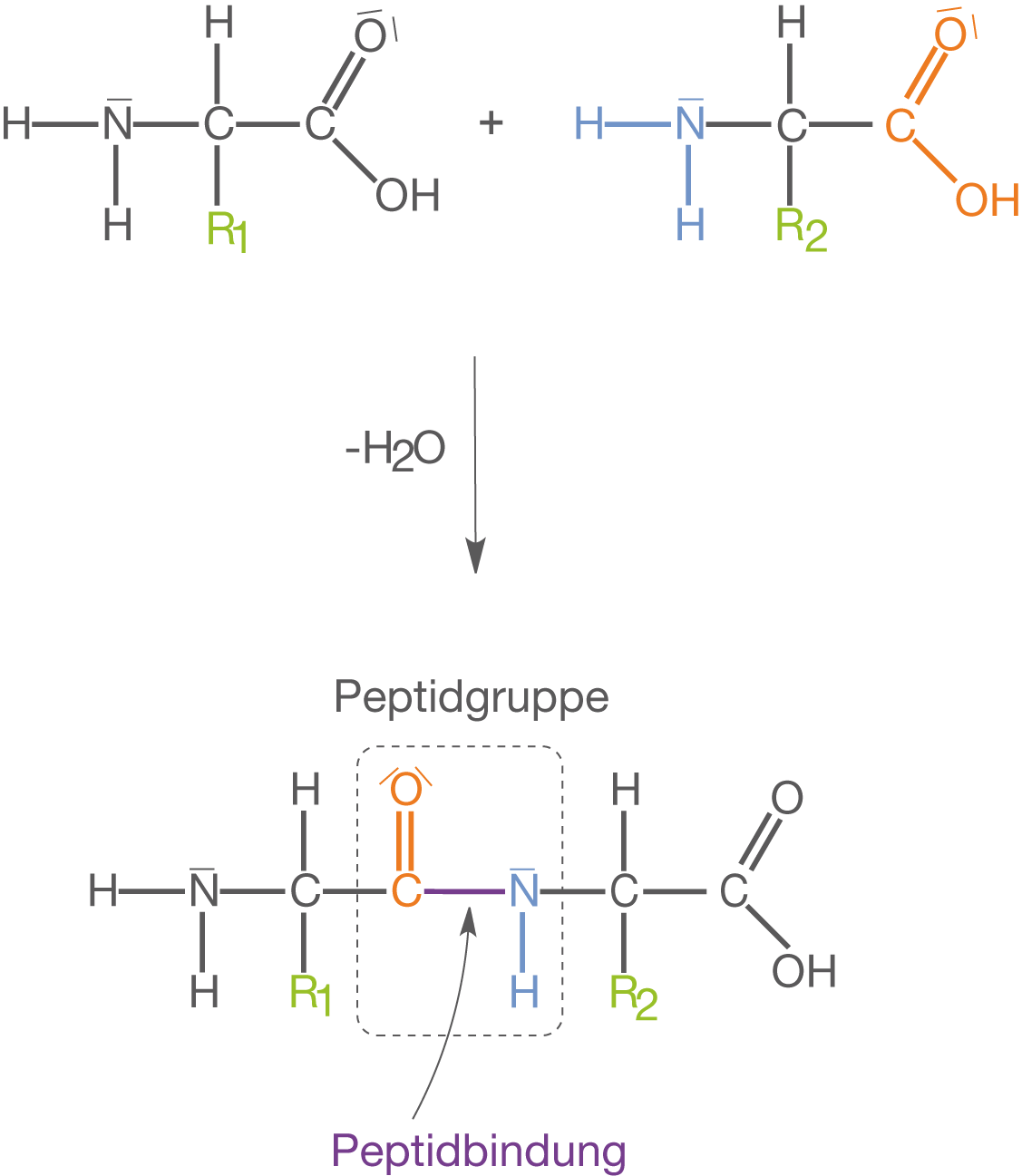 Diagramm von Molekülstrukturen mit Peptidbindungen und Seitenketten R1 und R2.