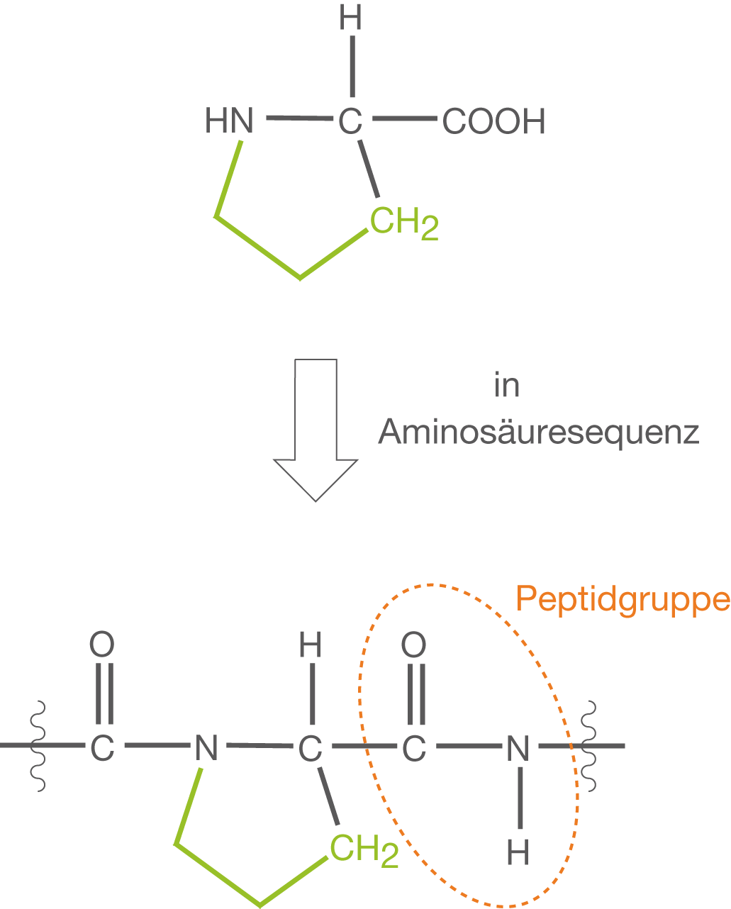 Strukturdiagramm einer Aminosäuresequenz mit Peptidgruppen und chemischen Verbindungen.