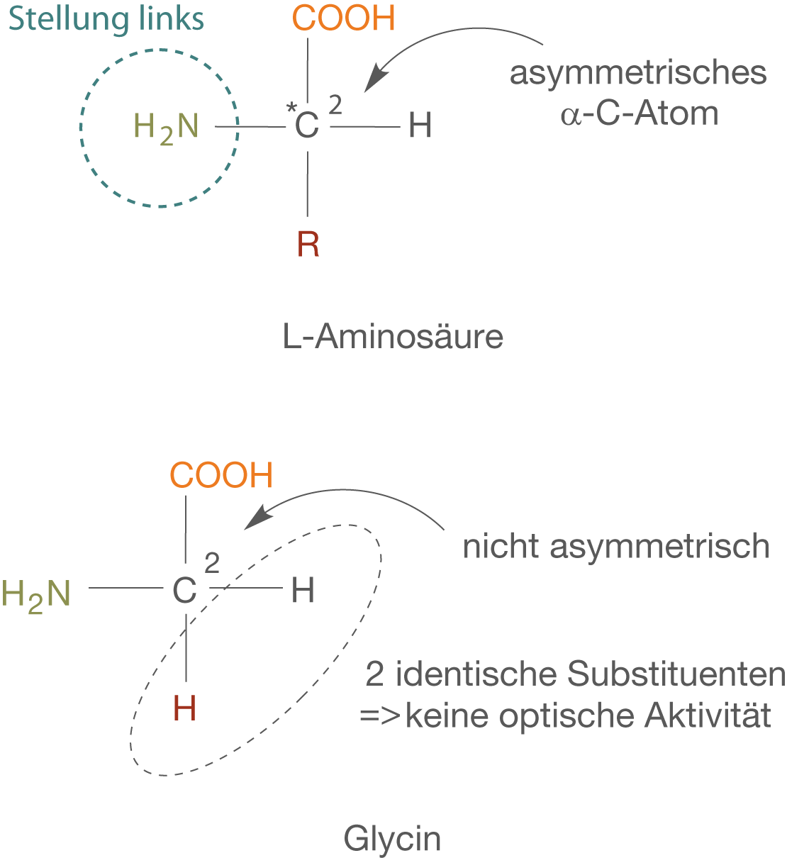 Diagramm zur Darstellung der Struktur von Aminosäuren mit asymmetrischen α-C-Atomen und deren Eigenschaften.