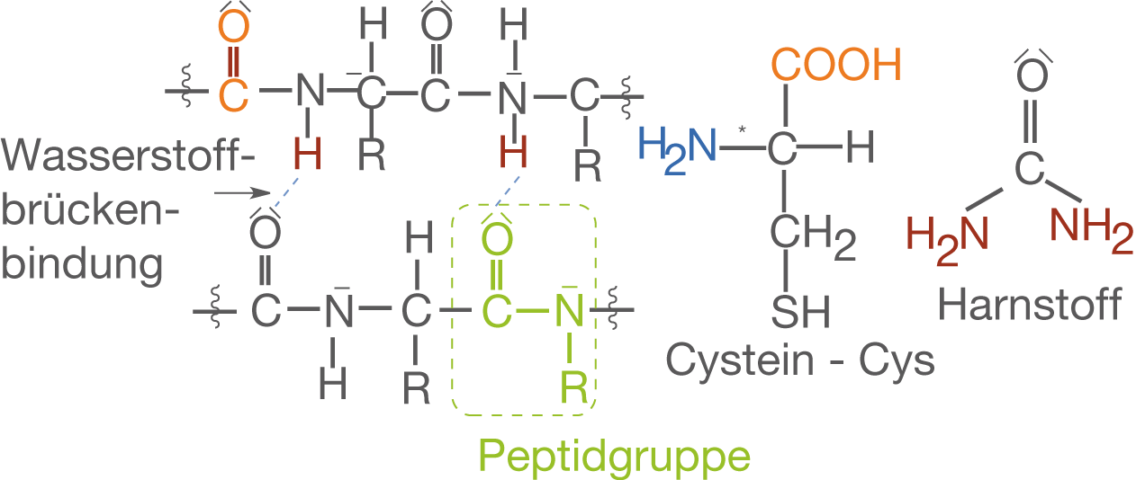 Diagramm von Aminosäuren mit Wasserstoffbrückenbindungen und Peptidgruppen.