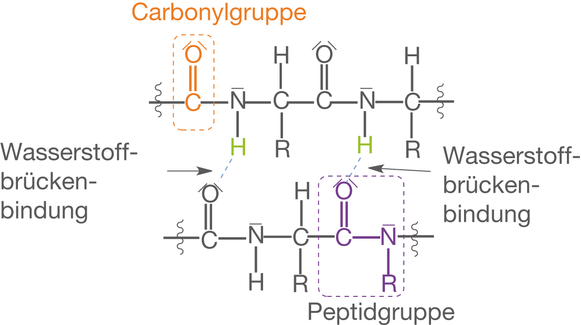 Diagramm mit Carbonylgruppen und Wasserstoffbrückenbindungen in einer chemischen Struktur.