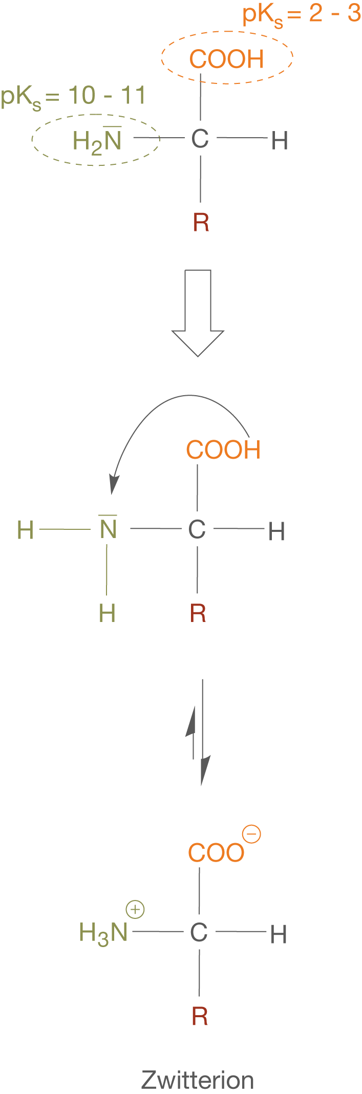 Strukturdiagramm eines Zwitterions mit chemischen Gruppen und pK-Werten.