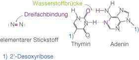 Chemische Strukturformeln von Adenin und Thymidin mit Wasserstoffbindung und Stickstoffverbindungen.