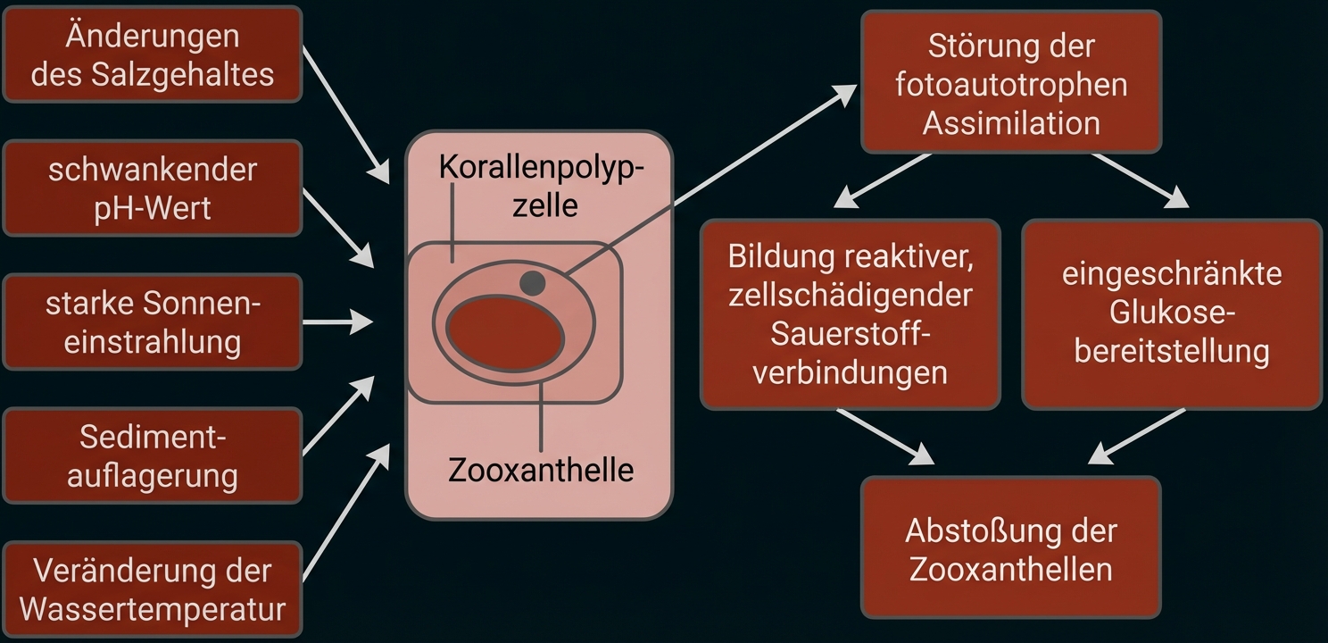 Schema zur Abstoßung von Zooxanthellen aus Korallenpolypzellen