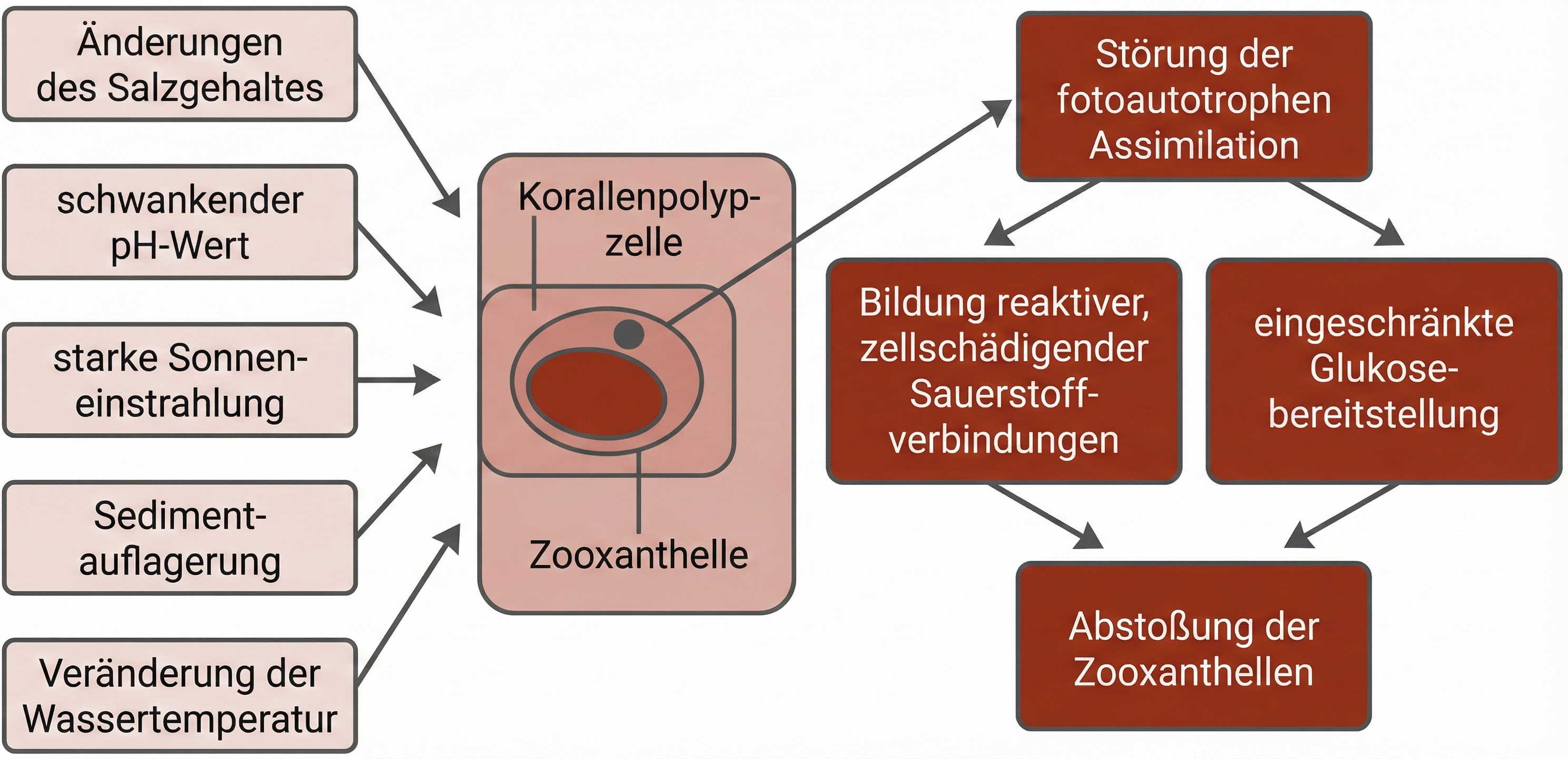 Schema zur Abstoßung von Zooxanthellen aus Korallenpolypzellen