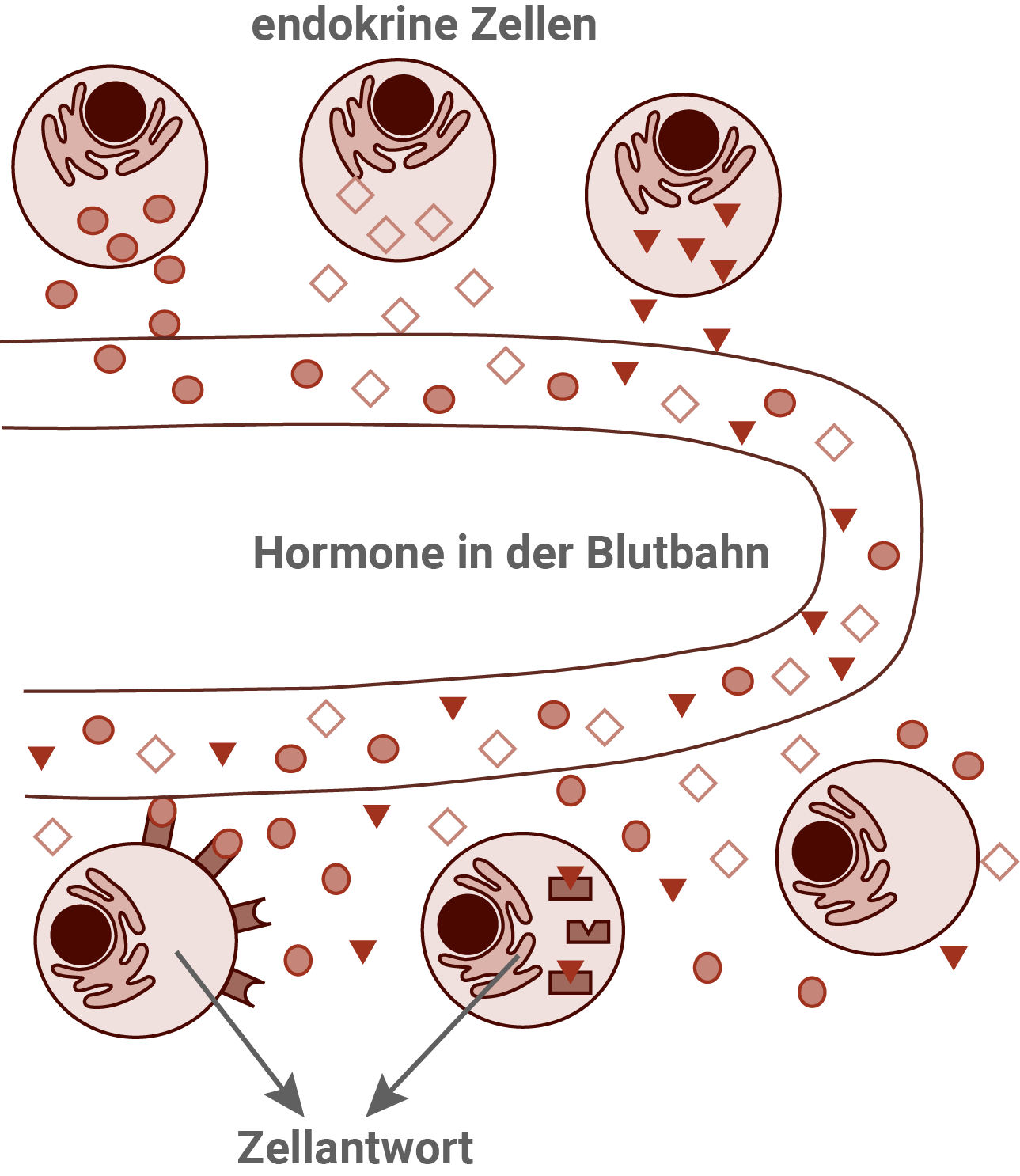 Endokrine Informationsübertragung