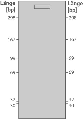 Schematische vertikale Säule mit Skala Länge [bp] und Zahlen 298–30 sowie kleinem Rechteck oben