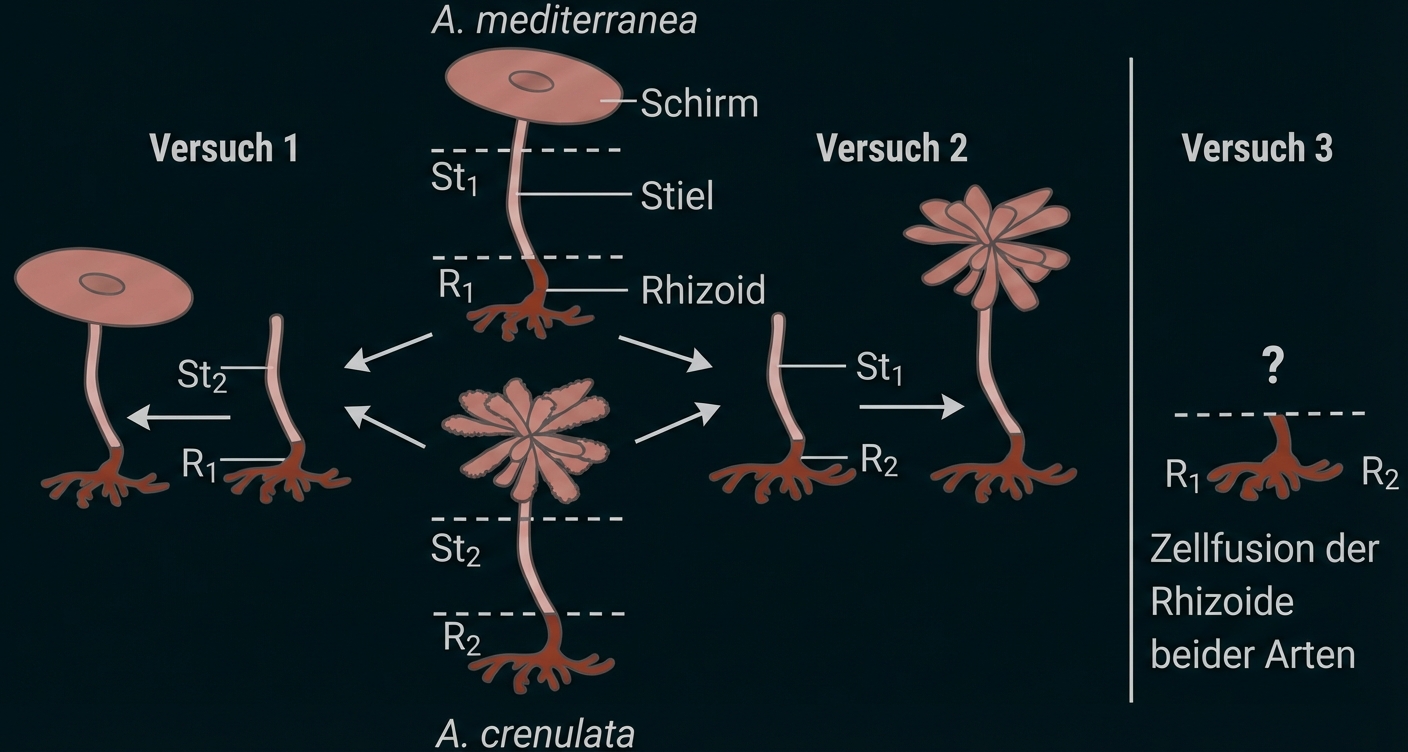 Transplantationsversuche mit Schirmalgen