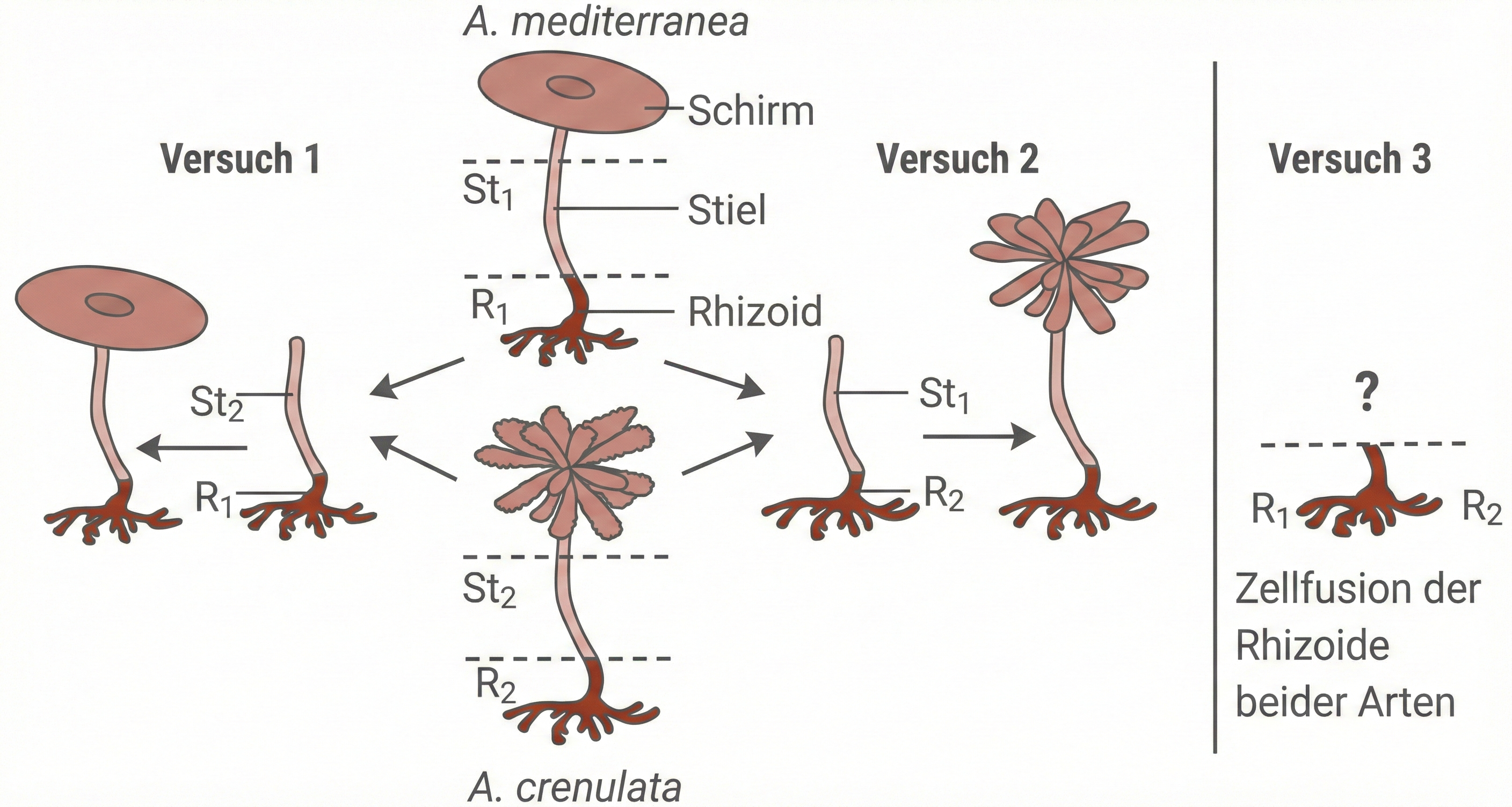 Transplantationsversuche mit Schirmalgen