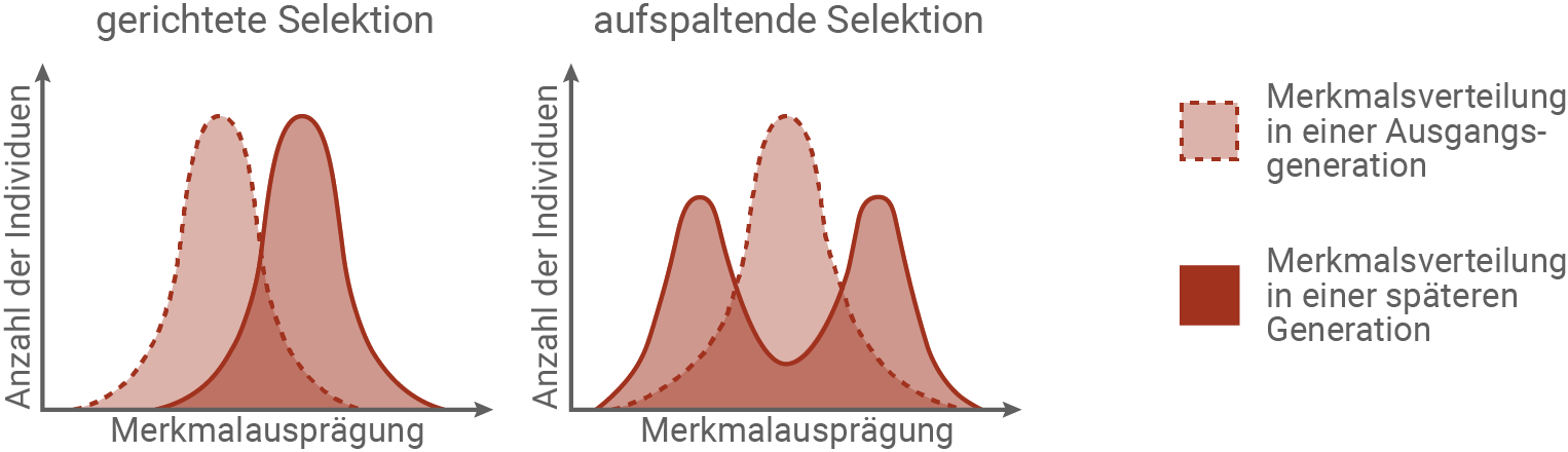 Grafik zu gerichteter und aufspaltender Selektion mit Merkmalsverteilungen in verschiedenen Generationen.