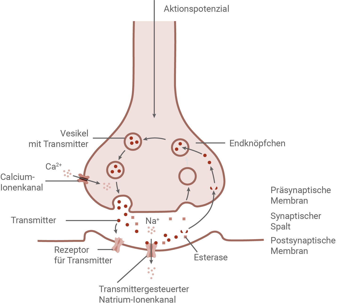 beschriftete Zeichnung einer Synapse