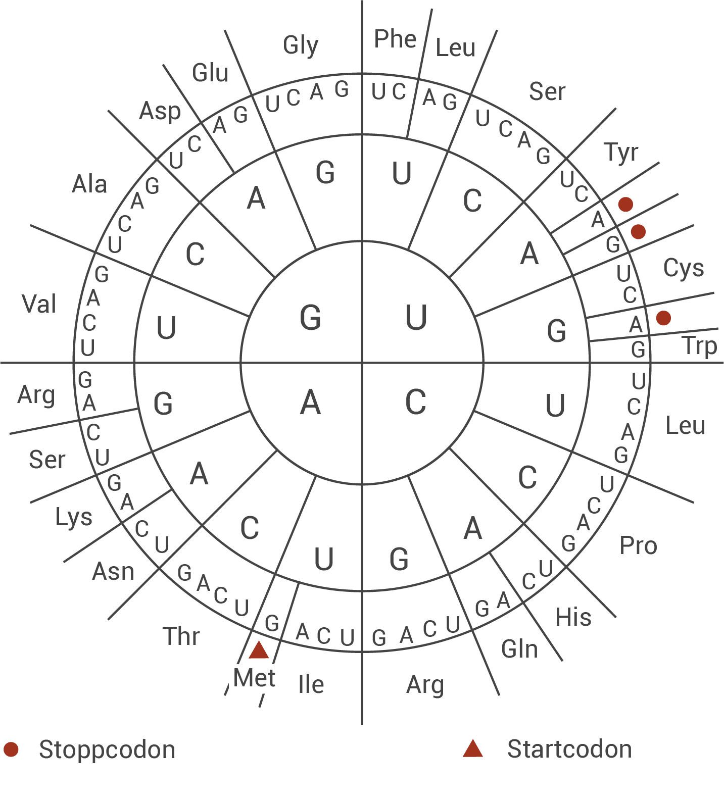 Diagramm des genetischen Codes mit Aminosäuren und Codons, einschließlich Start- und Stoppcodons.