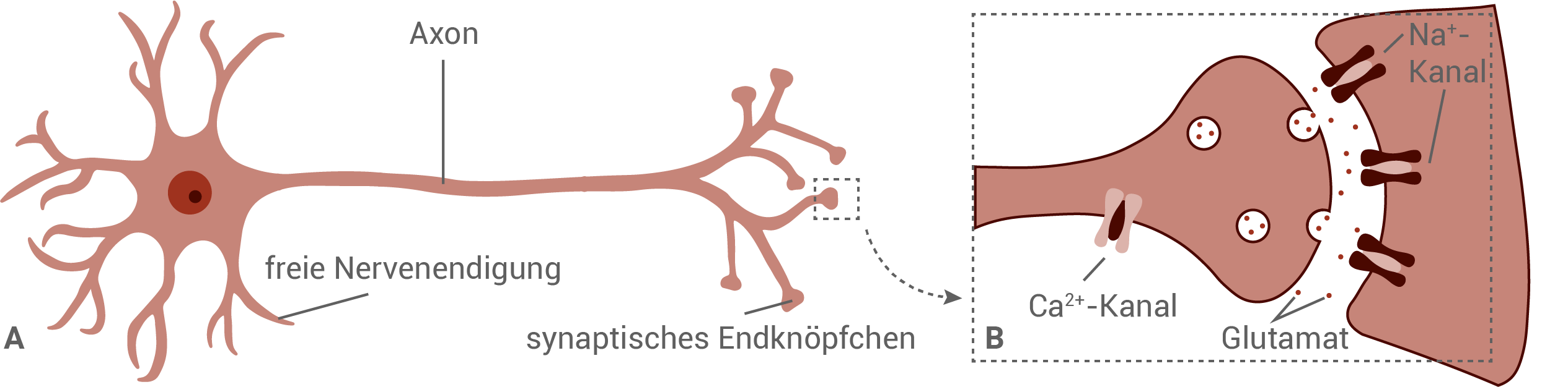 Neuron mit Synapse