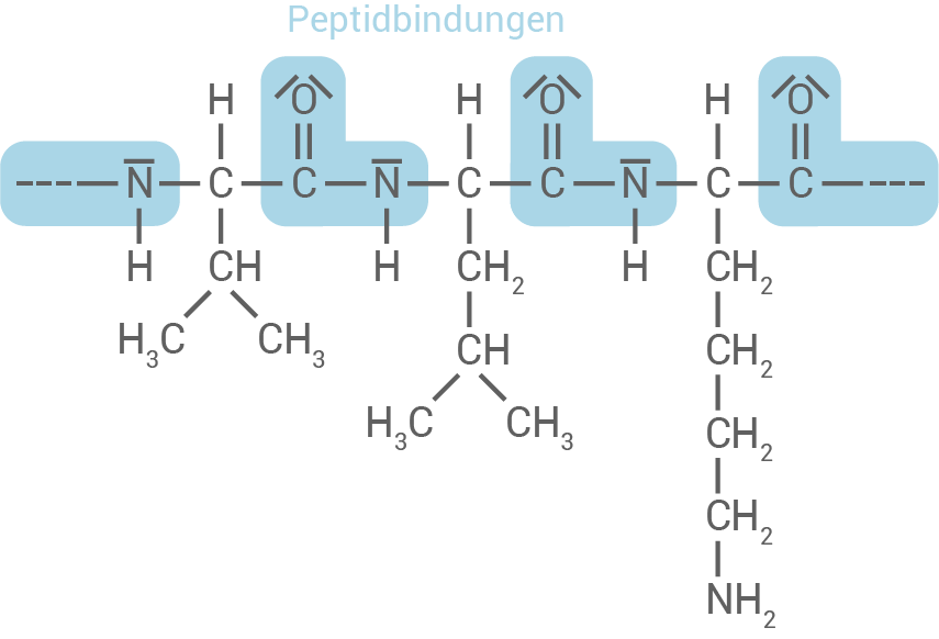 Diagramm von Peptidbindungen mit chemischen Symbolen und Strukturen.