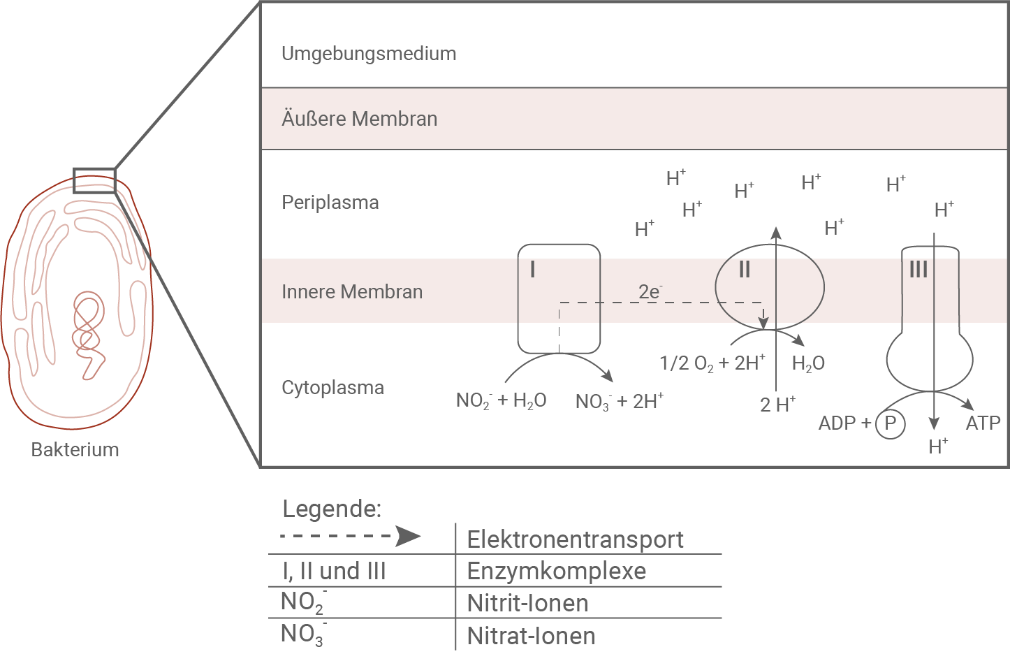 ATP-Synthase von Nitrobacter winogradskyi