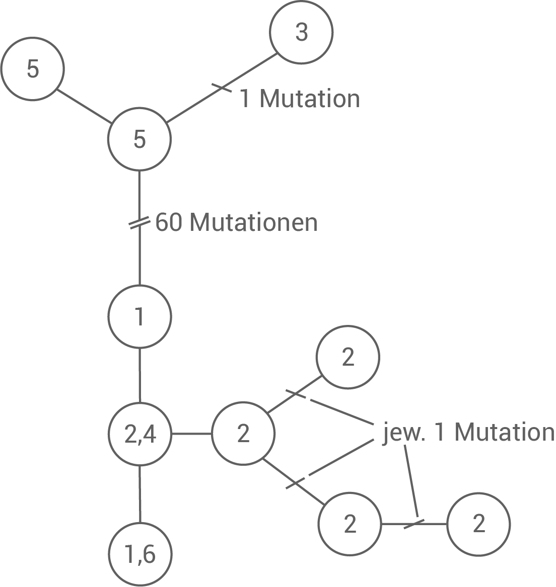 Diagramm mit Knoten und Mutationen, zeigt genetische Verbindungen und Mutationsanzahl.