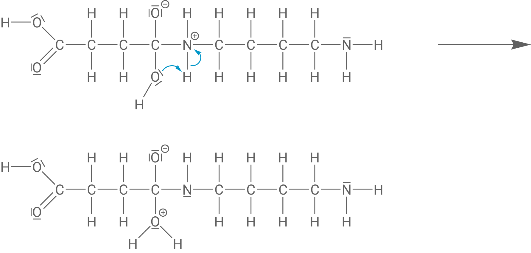 Polyamid aus Butan-1,4-disäure und Butan-1,4-diamin Schritt 2 Zwitterion Protonenumlagerung