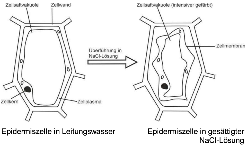 Zwei Epidermiszellen: links prall in Leitungswasser, rechts plasmolysiert nach Überführung in gesättigte NaCl‑Lösung.