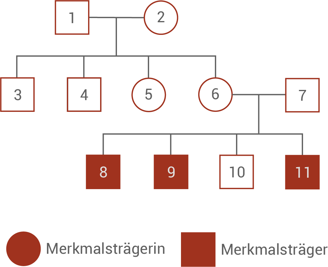 Diagramm eines Stammbaums mit Merkmalsvererbung, rot umrandete Kästchen für Merkmals-träger und Merkmals-trägerinnen.