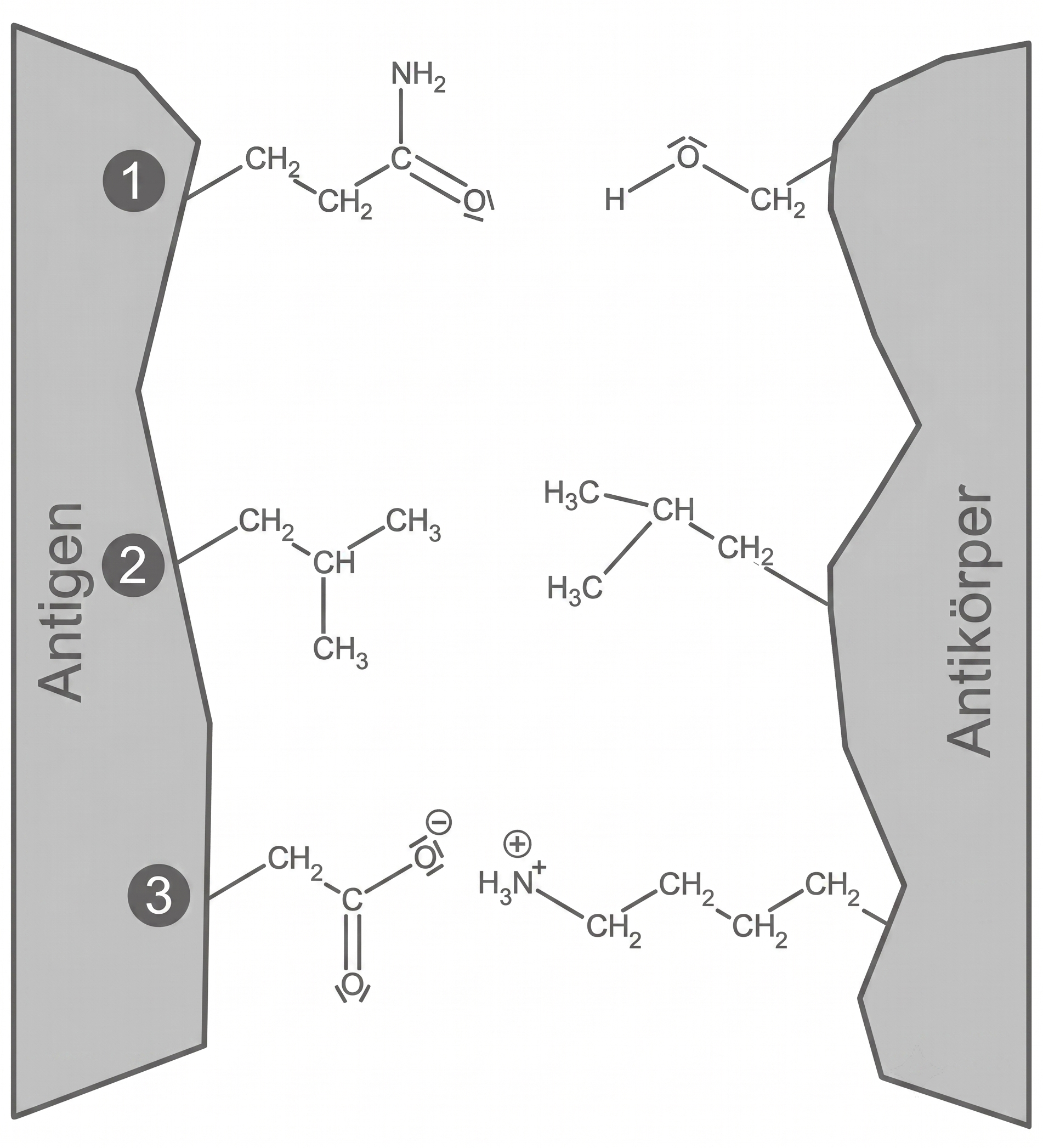 Schematische Darstellung: Antigene links, Antikörper rechts, verschiedene kleine chemische Strukturformeln dazwischen.