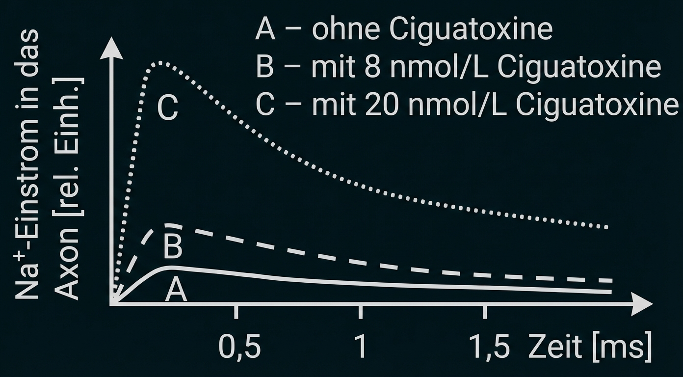 Na+-Einstrom an einer Axonmembran während einer Depolarisation