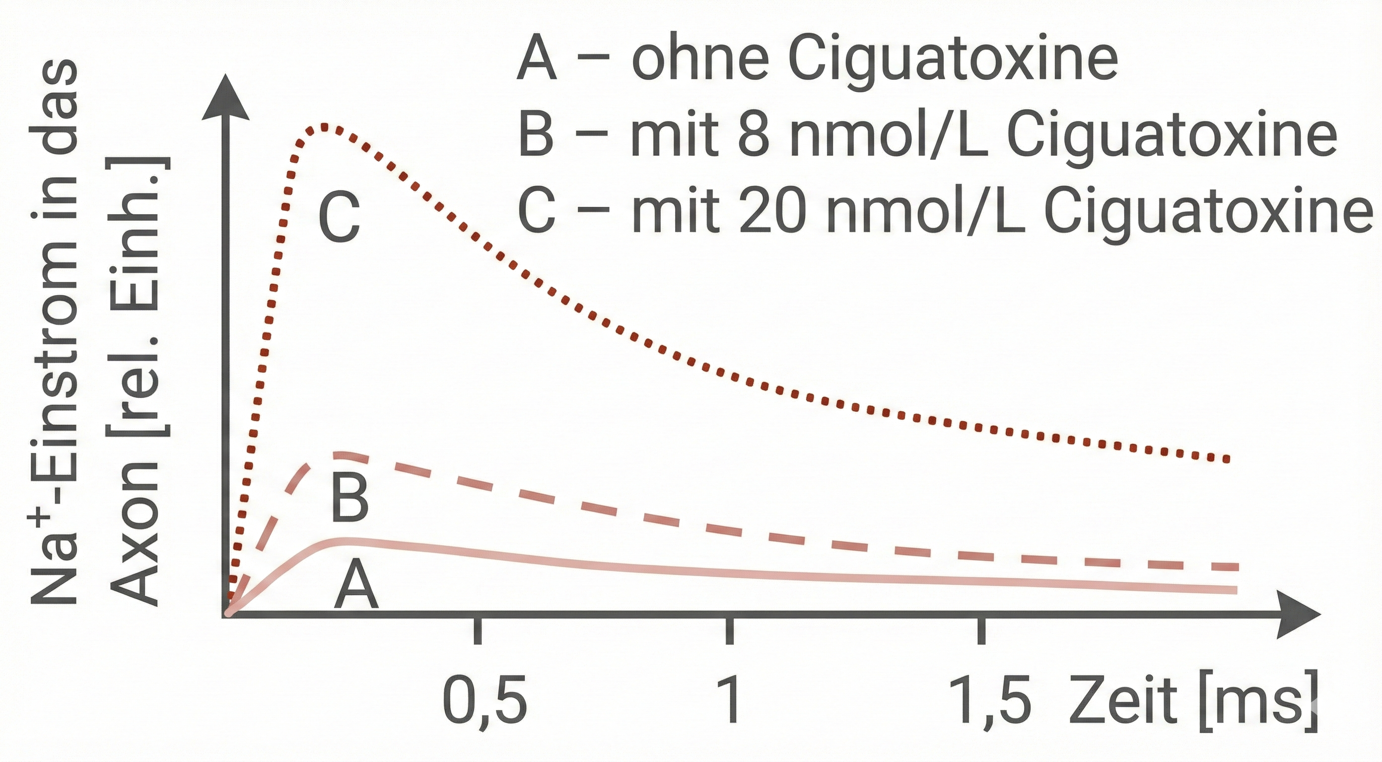 Na+-Einstrom an einer Axonmembran während einer Depolarisation
