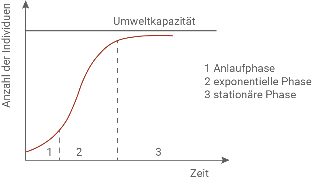 populationswachstum blattlauspopulation