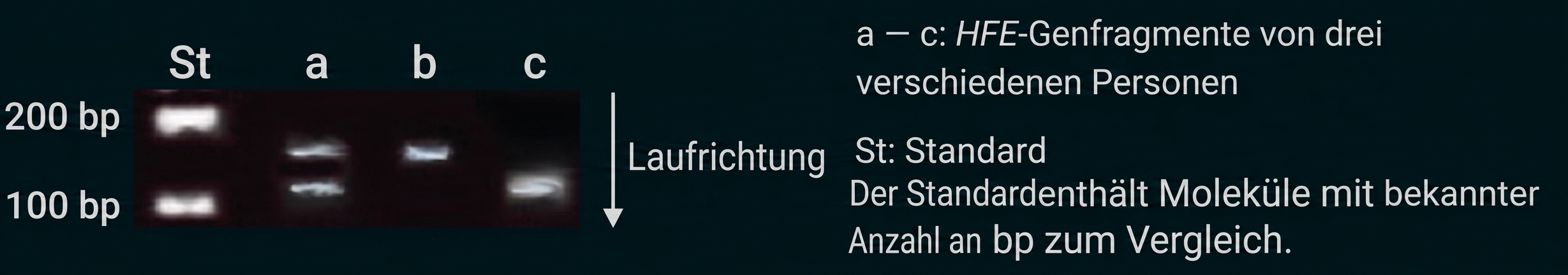 Agarosegel mit Marker (St) und drei Proben (a–c), sichtbare DNA-Banden bei etwa 100–200 bp, Laufrichtung nach unten.