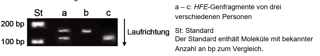 Agarosegel mit Marker (St) und drei Proben (a–c), sichtbare DNA-Banden bei etwa 100–200 bp, Laufrichtung nach unten.