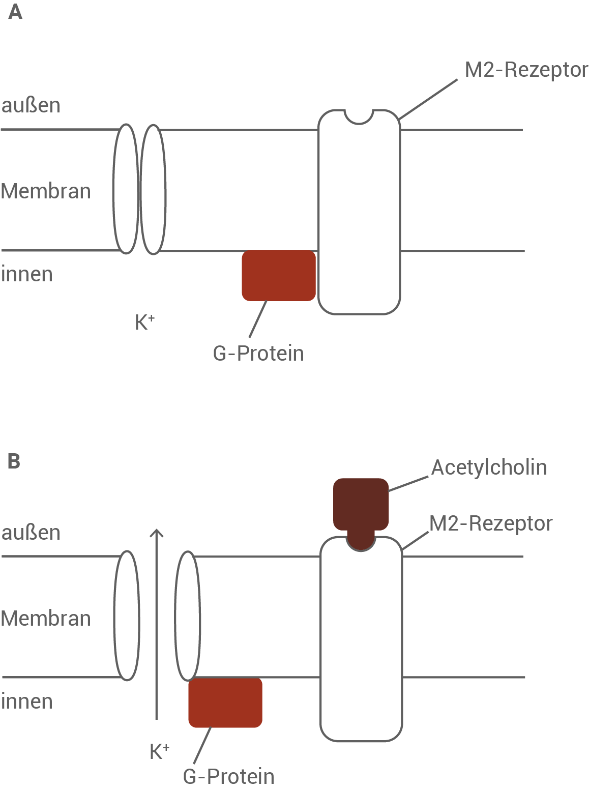 Diagramm zeigt den M2-Rezeptor, G-Protein und K+-Ionen in einer Zellmembran.