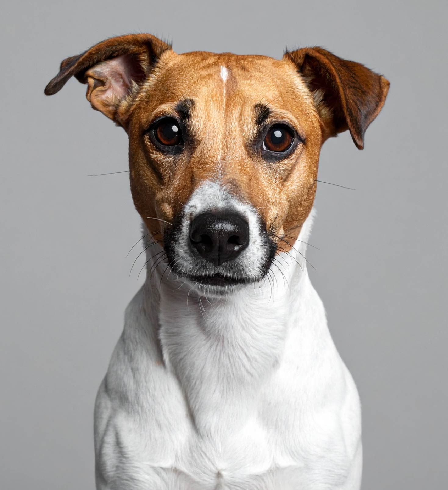 Porträt eines Hundes mit braun-weißer Fellzeichnung vor grauem Hintergrund.