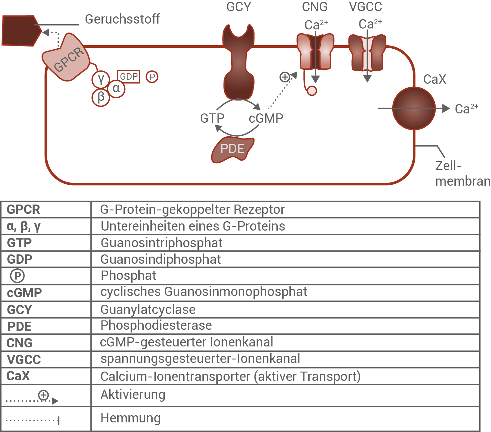 Vorgänge in AWC-Neuronen