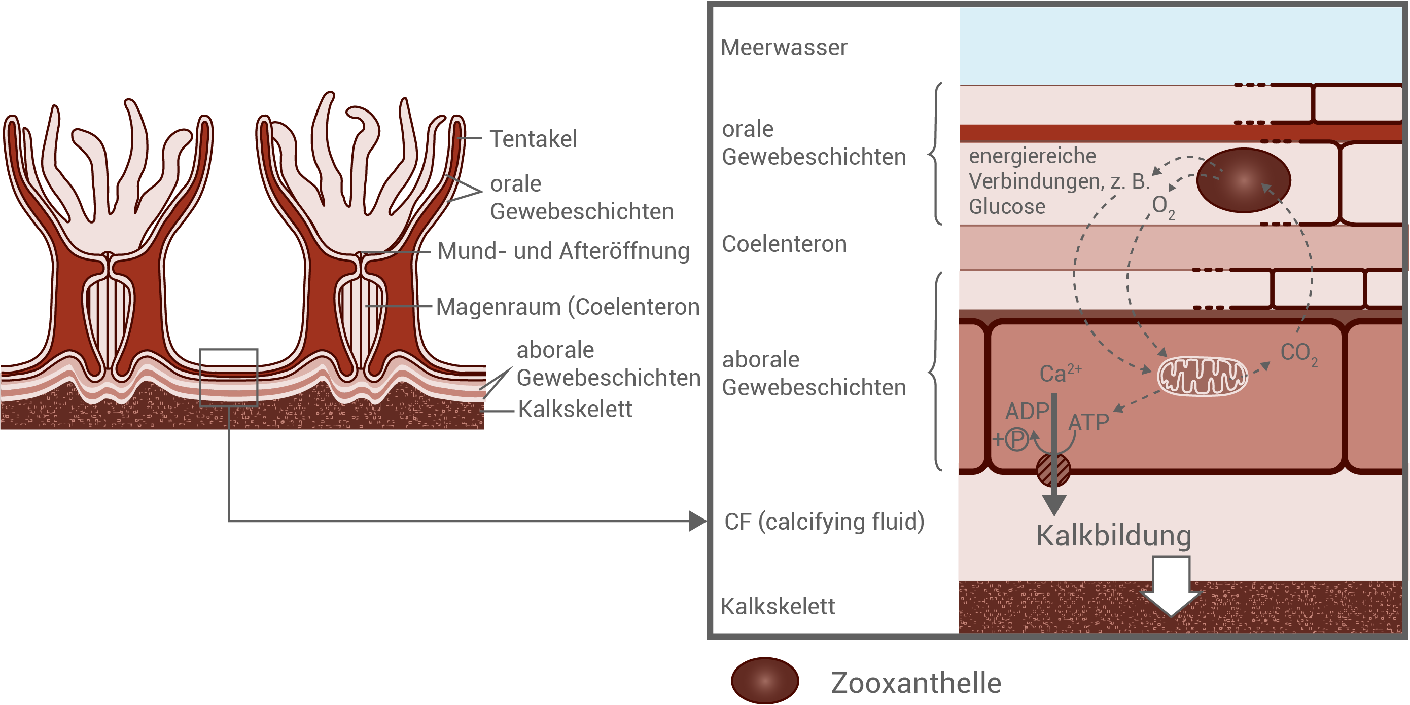 Korallenpolypen und Kalkbildung