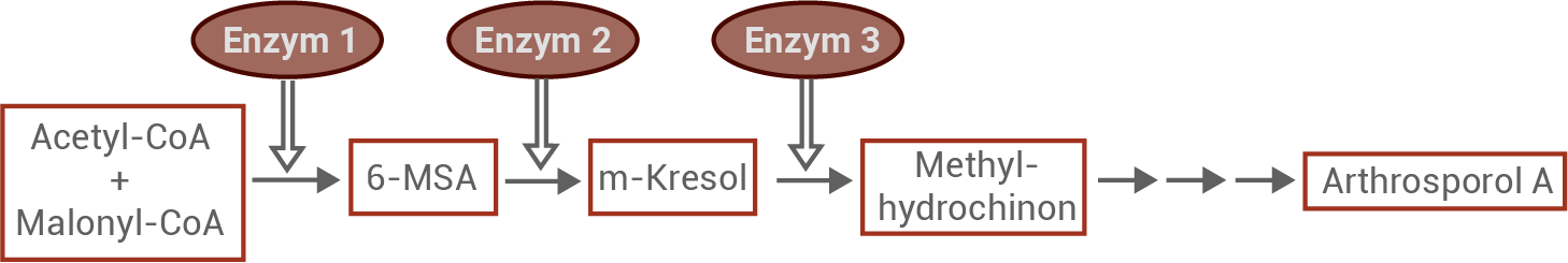 Biosynthese von Arthrosporol A