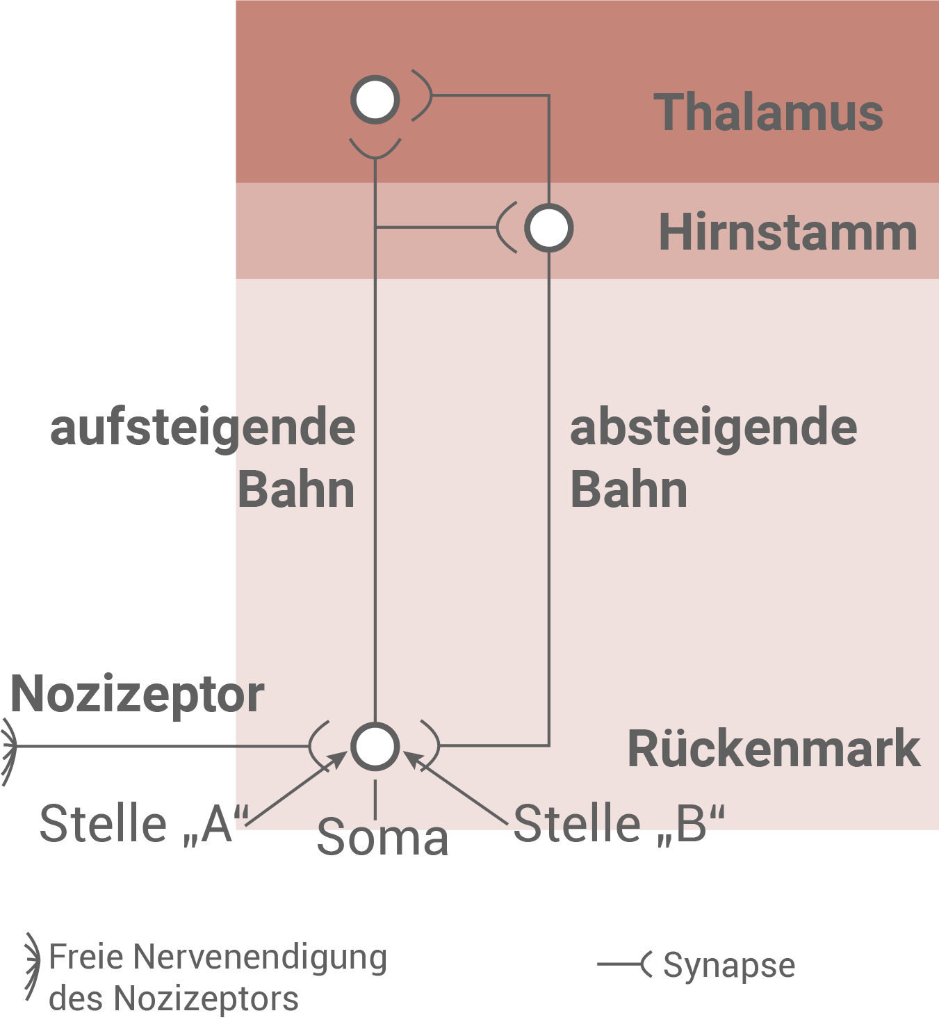 Neuronales Netz Schmerzwahrnehmung
