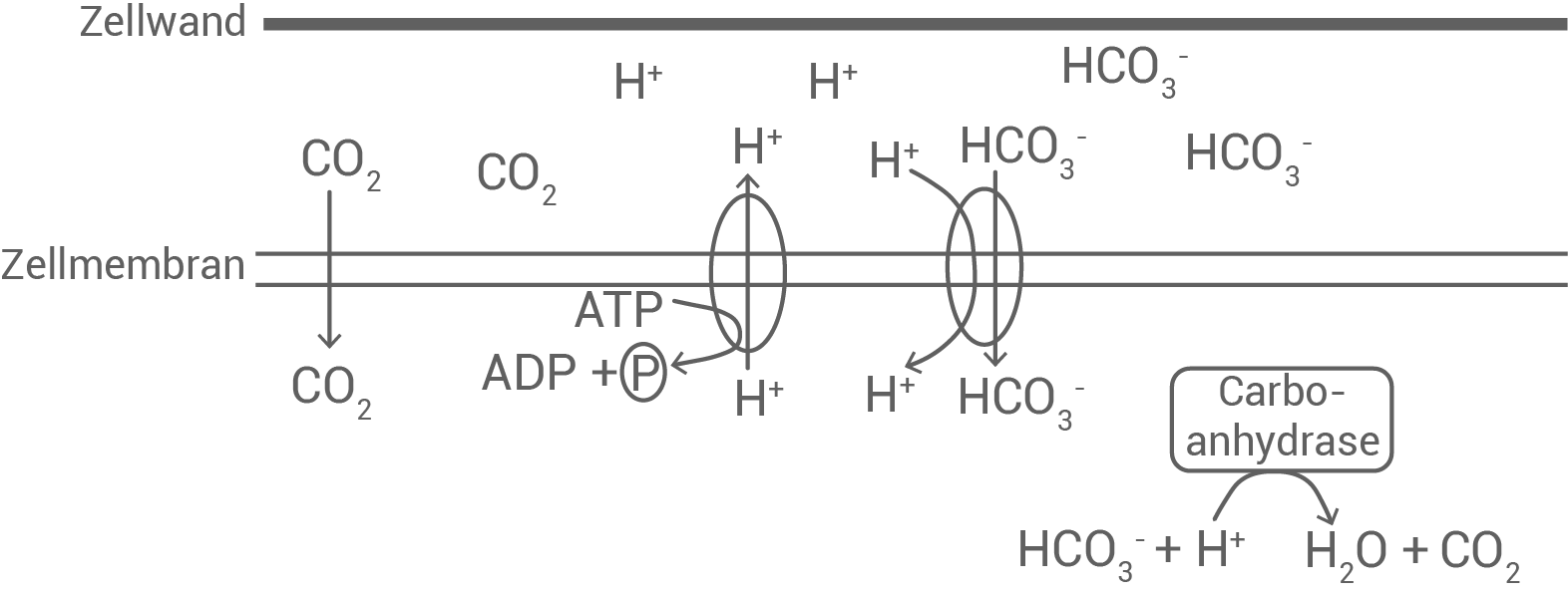 Diagramm zur Darstellung von CO2-Transport und Reaktionen in Zellen, einschließlich Enzymaktivität.