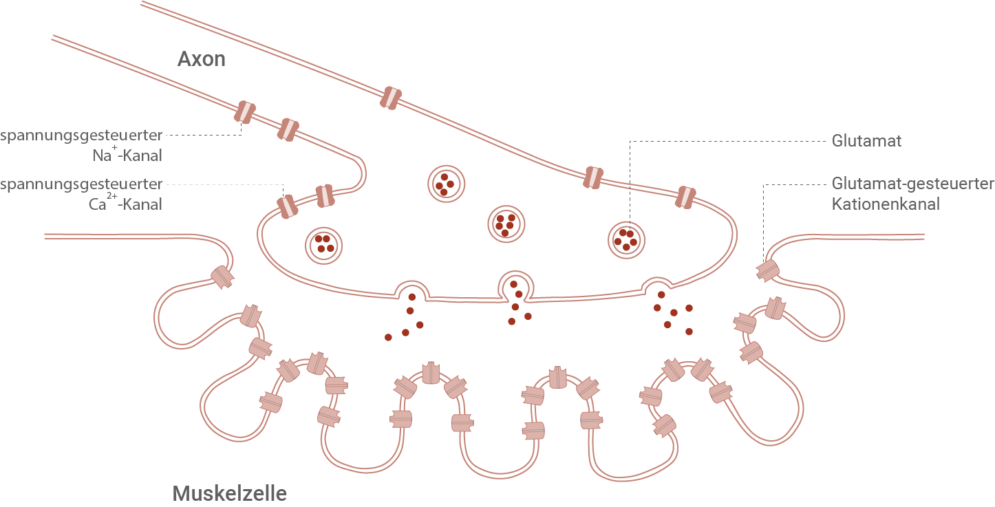 Diagramm einer Muskelzelle mit Axon und verschiedenen Kanälen für Natrium, Calcium und Glutamat.