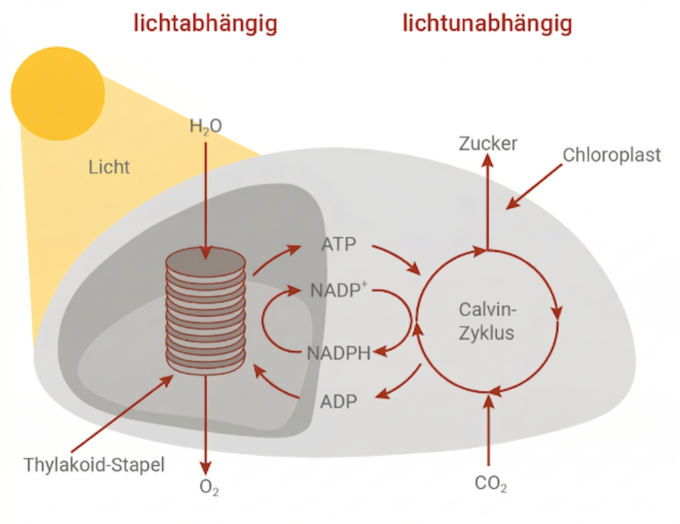 Photosynthese Schema