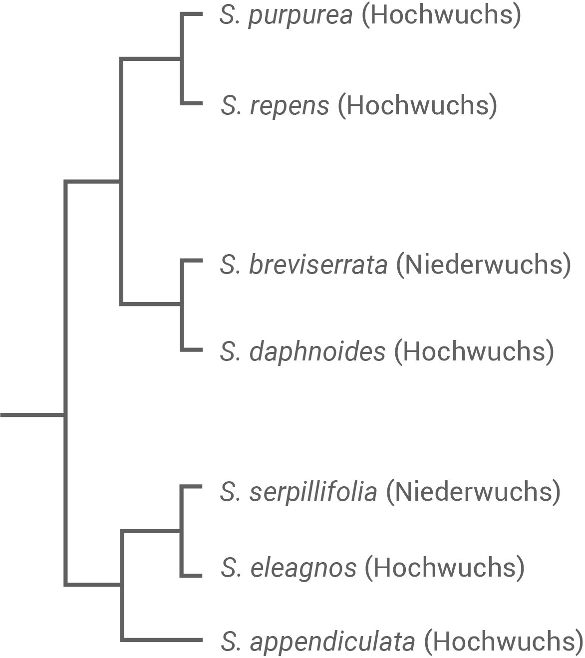Baumdiagramm mit verschiedenen Pflanzenarten und deren Wuchsformen.