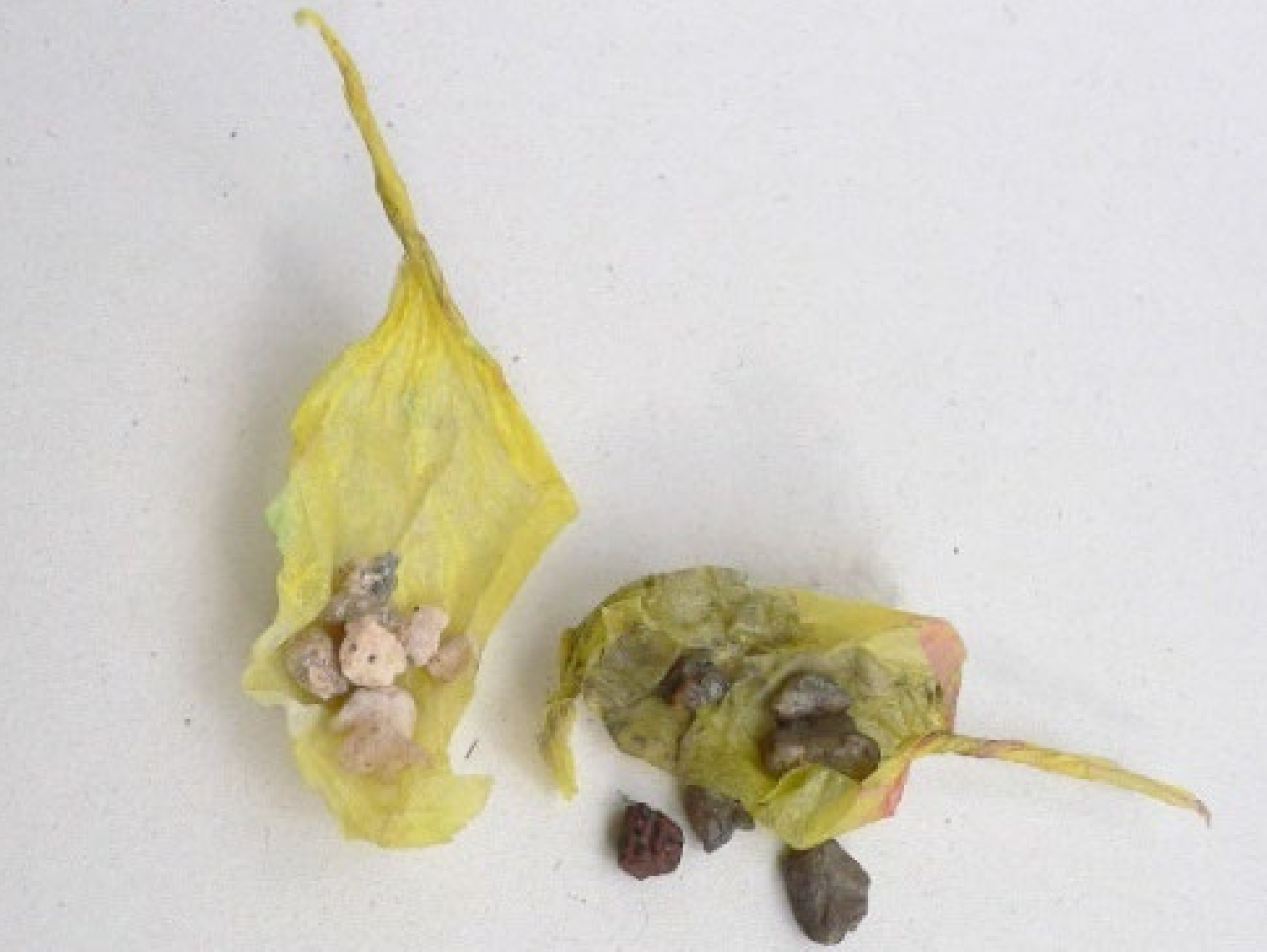 Knallerbsen vor und nach der Reaktion