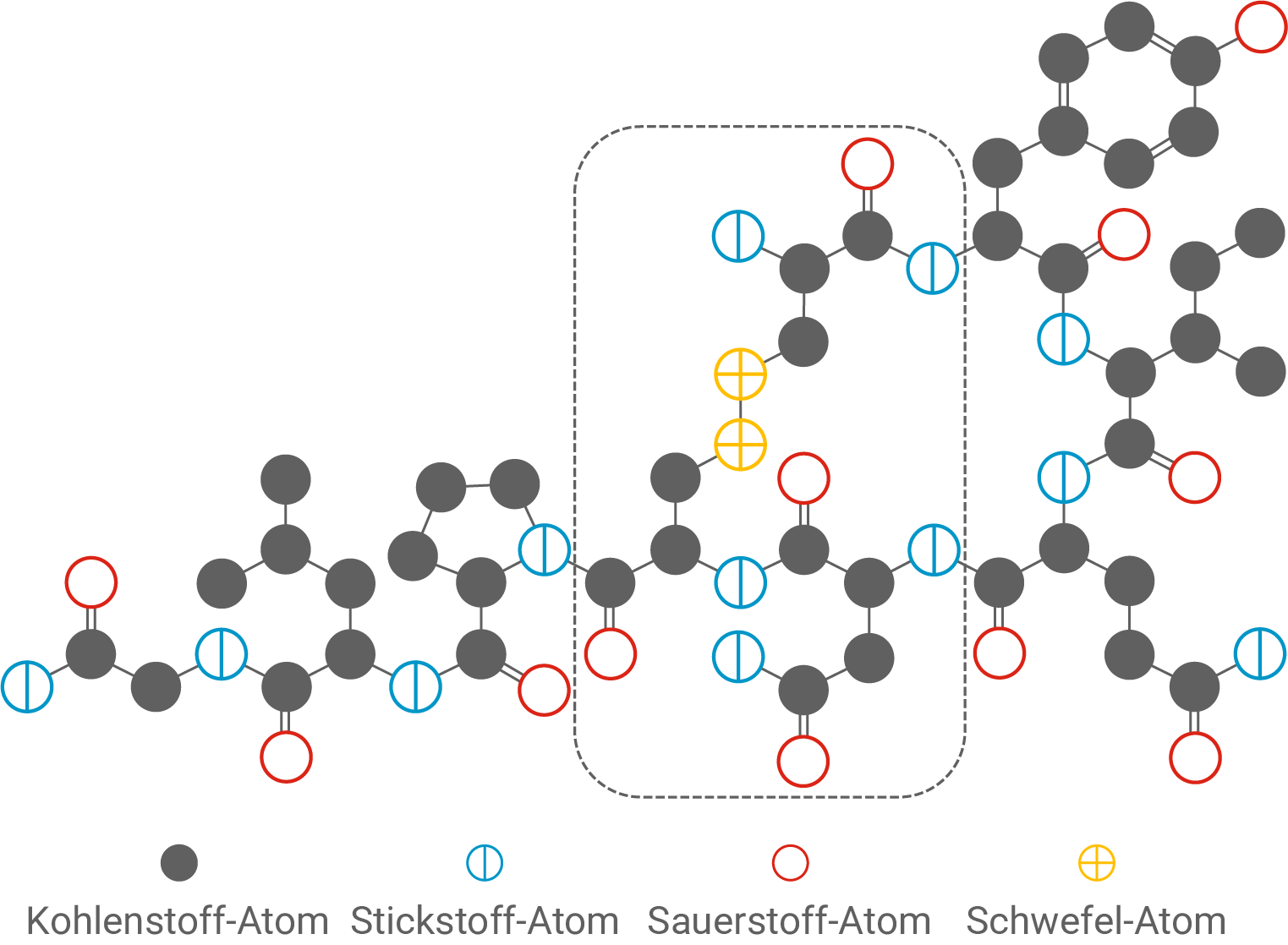 Modell Strukturformel Oxytocin