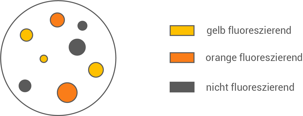 Diagramm mit verschiedenen Kreisen in Farben, die fluoreszierende und nicht fluoreszierende Elemente darstellen.