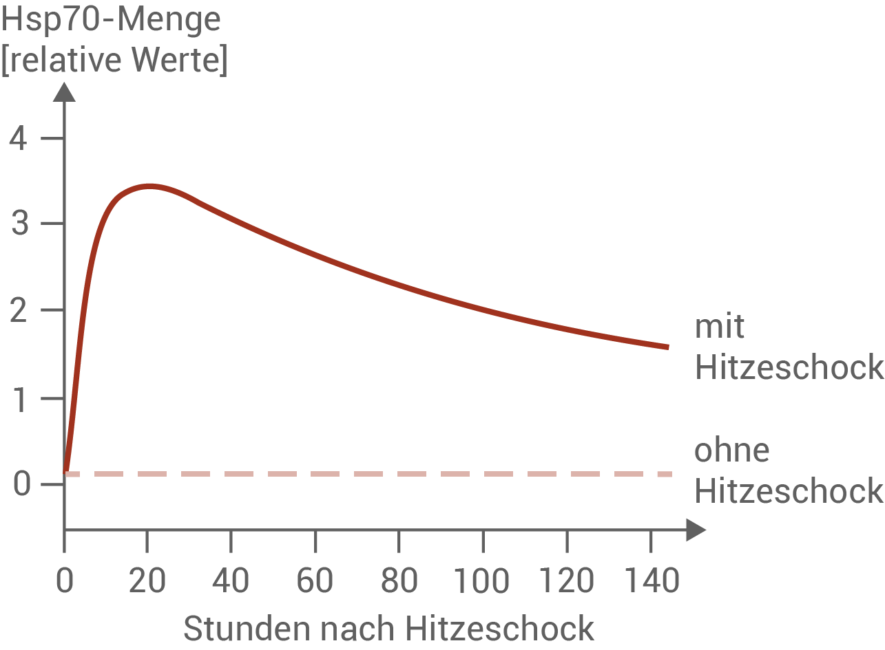 Messung der Hsp70Menge nach Hitzeschock